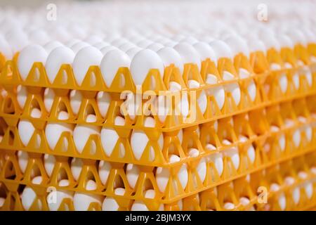 Stack of eggs on tray in the shop. Egg factory industry Stock Photo