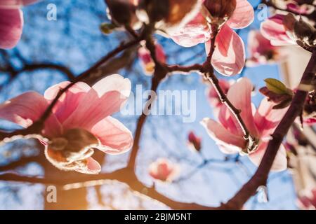 Magnolia flowers. Tree blooming with pink flowers in spring garden. Branch in blossom. April landscape in park Stock Photo