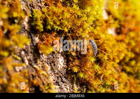 Woodlouse on moss of a tree, in a garden in England, UK. Stock Photo
