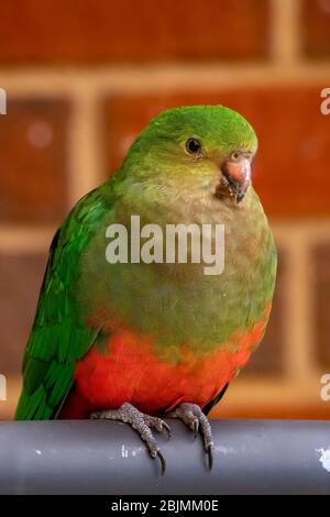 Female King Parrot, Alisterus scapularis Stock Photo