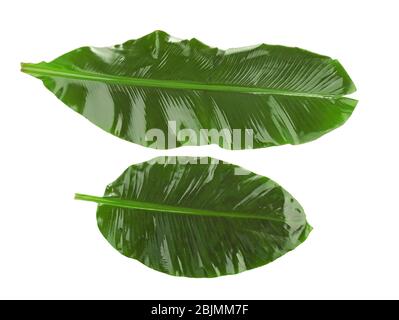 Green banana leaves on white background Stock Photo