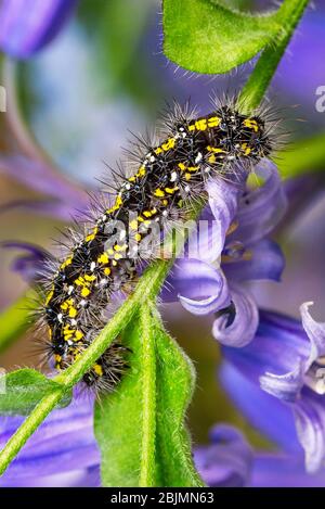 Scarlet Tiger caterpillar on bluebells in a garden in Oxfordshire, England, UK. Stock Photo