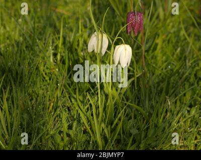 White Fritillaria Meleagris, Snakes head fritillary in a wild garden of natural planting Stock Photo