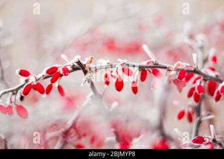 Red berries of Red Barberry Berberis thunbergii on branch in winter Stock Photo