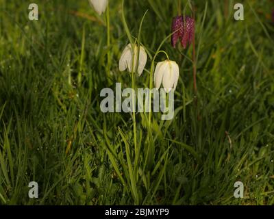 White Fritillaria Meleagris, Snakes head fritillary in a wild garden of natural planting Stock Photo