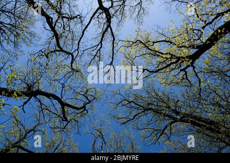 Berlin, Germany. 18th Apr, 2020. Trees with spring foliage tower up into the blue sky in Grunewald. Grunewald is a 3000 hectare forest area in the western Berlin districts of Charlottenburg-Wilmersdorf and Steglitz-Zehlendorf. Credit: Jens Kalaene/dpa-Zentralbild/ZB/dpa/Alamy Live News Stock Photo