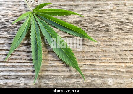 single Cannabis leaf on wood Stock Photo