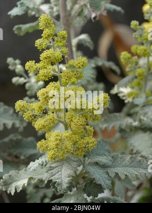 Buddleja glomerate, Silver Service Stock Photo