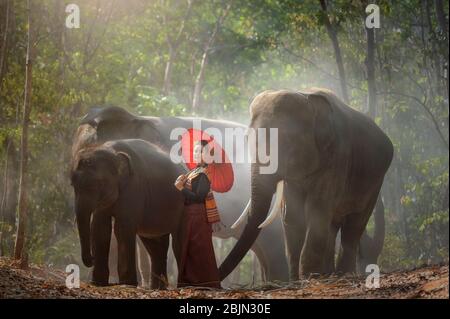 Thai woman standing in forest with three elephants, Surin, Thailand Stock Photo