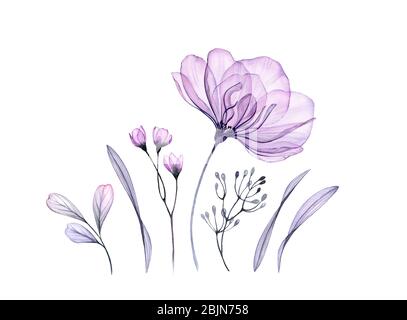 Watercolor floral set in purple. Transparent rose, leaves, branches isolated on white. Botanical abstract collection of illustrations for cards Stock Photo