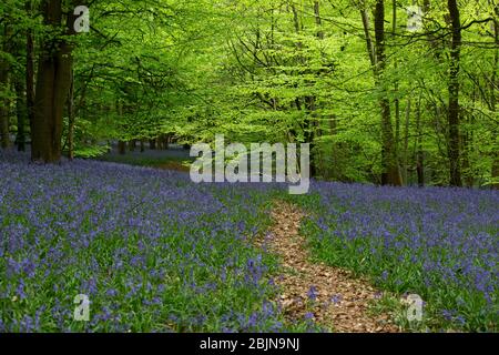 Bluebells in woodland near Tanworth-in-Arden, Warwickshire, UK Stock Photo
