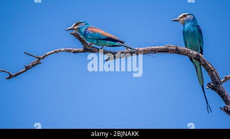 Image taken during a trip to Southern Ethiopia, Omo valley, abyssinian roller, Coracias abyssinicus Stock Photo