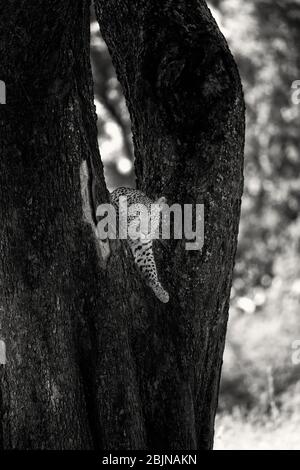A female leopard checking the area high up in a tree. Okavango Delta, Botswana, Botsuana. Black and White Photography