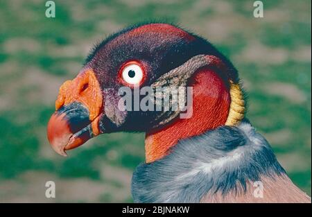 Male King Vulture, (Sarcoramphus papa,)  found from Mexico to Northern Argentina. Stock Photo