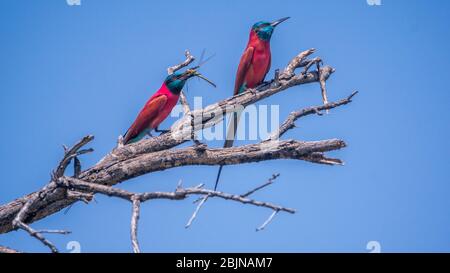 Image taken during a trip to Southern Ethiopia, Omo valley, Northern carmine bee-eater Stock Photo