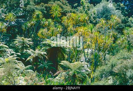 Tree ferns and New Zealand cabbage trees dominate an expanse of native bush at Paremoremo Creek, Albany, North Island, New Zealand. Stock Photo