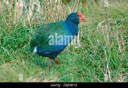 A North Island Takahe, (Porphyrio hochstetteri,) on Tiritiri Matangi Island, Hauraki Gulf, North Island, New Zealand. Stock Photo