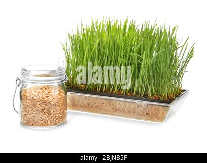 Sprouter with wheat grass and seeds in jar on white background Stock Photo