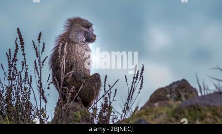 Image taken during a trip to Southern Ethiopia, Bale mountains National park Stock Photo