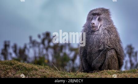 Image taken during a trip to Southern Ethiopia, Bale mountains National park Stock Photo