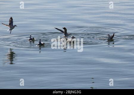 Silver and Pacific gulls on the water and in flight at Ceduna, South Australia Stock Photo