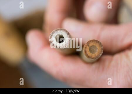 nesting aid for wild bees, closing one side of a bamboo stem with clay Stock Photo