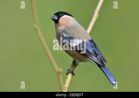 Adult female bullfinch perched Stock Photo