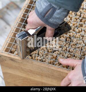 insect hotel is made with reed, fixing a grid, series picture 3/4, Germany Stock Photo
