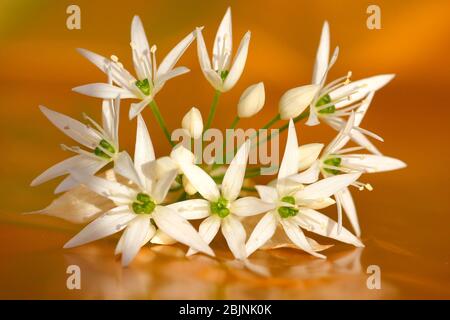 ramson, buckrams, wild garlic, broad-leaved garlic, wood garlic, bear leek, bear's garlic  (Allium ursinum), inflorescence, Germany Stock Photo