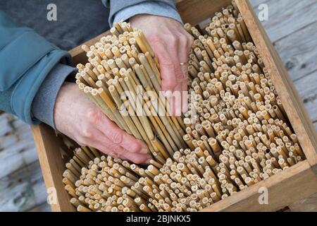 insect hotel is made with reed, reed is cut, series picture 2/4, Germany Stock Photo