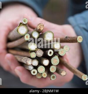 nesting aid for wild bees, step one: collecting pithy stems Stock Photo