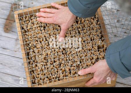 insect hotel is made with reed, fixing a grid, series picture 3/4, Germany Stock Photo