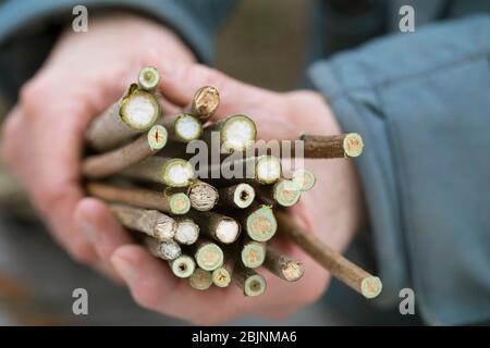 nesting aid for wild bees, step one: collecting pithy stems Stock Photo