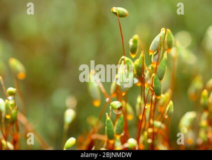 bonfire moss, common cord-moss (Funaria hygrometrica), capsules, Germany Stock Photo