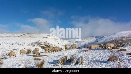 Sheep on an upland pasture in Wensleydale, being fed extra feed in snowy conditions. North Yorkshire, UK. Stock Photo