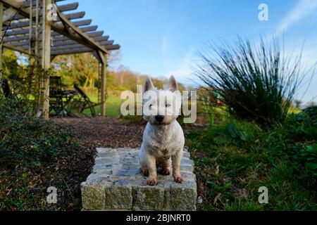 Woodland setting in Emsworthy Nature Reserve Stock Photo