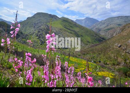 South African outdoor photos by Friedrich von Horsten. Watsonia flowers in Franschhoek pass. Stock Photo