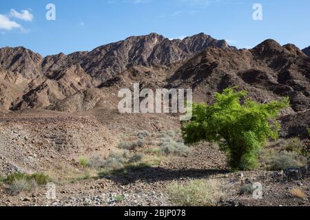 Green bush or tree in otherwise barren mountain landscape next to Wadi Hawqayn Stock Photo