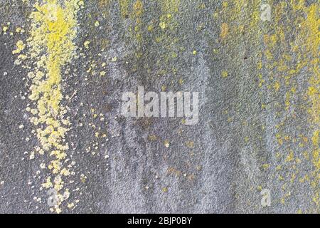 Concrete panel completely weathered with yellow mold Stock Photo