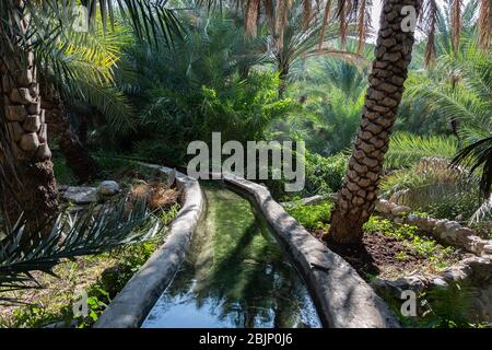 Traditional falaj irrigation channel in date palm plantation in Oman's Wadi Abyad Stock Photo