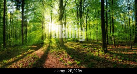 Panoramic landscape: beautiful rays of sunlight shining through the vibrant lush green foliage and creating a dynamic scenery of light and shadow in a Stock Photo