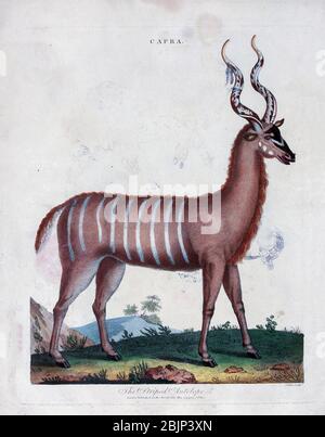 Capra the striped antelope Copper engraving with hand colouring from Encyclopaedia Londinensis, or, Universal dictionary of arts, sciences, and literature [miscellaneous plates] by Wilkes, John Publication date 1796-1829 Stock Photo