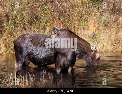 Cow moose and her calf (Alces alces) grazing in a pond in Canada Stock Photo