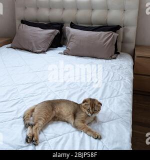 Double bed with a white sheet. On the bed are brown soft pillows and a cute beige cat. Stock Photo