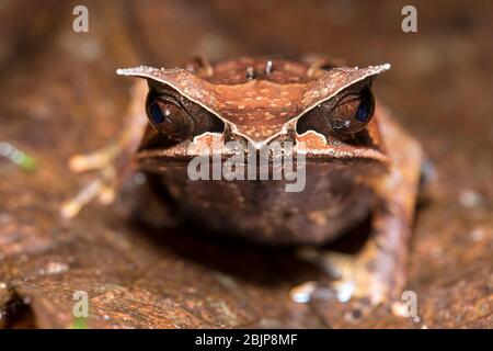 Long-nosed Horned Frog (Megophrys nasuta), Litter frogs family (Megophryidae), Kubah National Park, Kuching, Sarawak, Borneo, Malaysia Stock Photo
