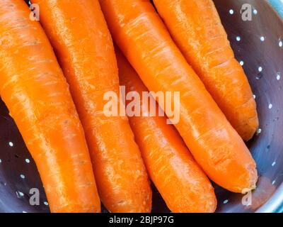 Five washed orange carrots in a stainless steel colander Stock Photo