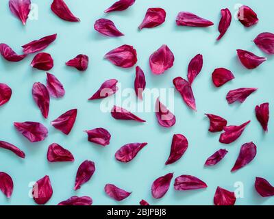 Red burgundy peony petals flat lay on blue background. Flower petals for minimal holiday concept. Creative layout made of flowers leaves. Flat lay pattern. Stock Photo
