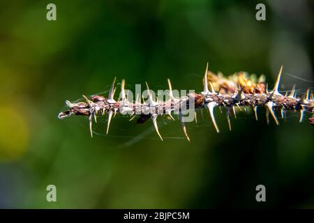 Natural green background from nature background natural branches. Branch with thorns on green background. Close up of branch with abstract natural gre Stock Photo