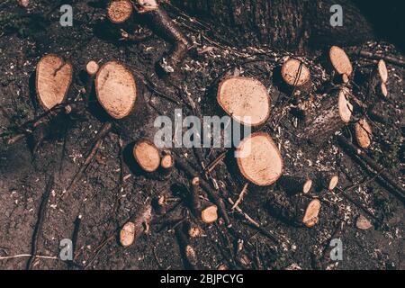 Deforestation, forest clearing. several stumps of trees Stock Photo
