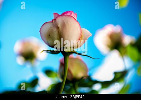 italian outdoor beautiful nature and architecture Stock Photo